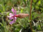 Farbiges Leimkraut - Silene colorata