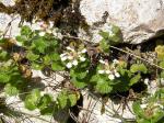 Pyrenäen-Gamander - Teucrium pyrenaicum