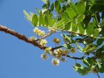 : - Enterolobium gummiferum