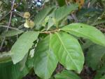 : - Combretum quadrangulare