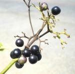 : - Premna serratifolia