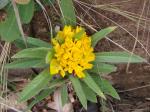 :-Eriosema longifolium