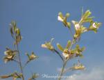 :-Eulophia graminea