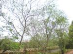 : - Sonneratia caseolaris