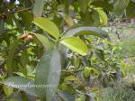Mangostane - Garcinia mangostana