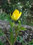 : - Chamaecrista machaeriifolia