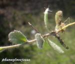 : - Draba lanceolata