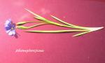 : - Sisyrinchium pruinosum