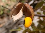 : - Copaifera langsdorffii