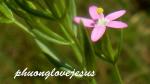 : - Centaurium texense