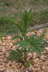 Zwerg-Holunder - Sambucus ebulus