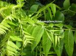 Schwarznuss - Juglans nigra