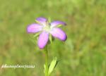: - Triodanis perfoliata