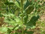 : - Eryngium leavenworthii