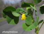 Spitzfrüchtiger Schneckenklee-Medicago polymorpha