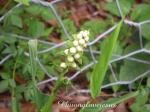 : - Globba marantina