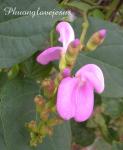 : - Canavalia lineata