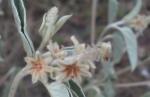 : - Croton capitatus