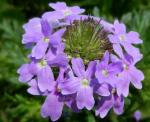 : - Glandularia bipinnatifida var. bipinnatifida