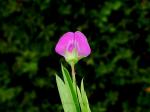 Behaartfrüchtige Platterbse - Lathyrus hirsutus