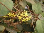: - Toxocarpus villosus
