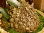 : - Dioscorea mexicana