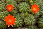 : - Echinopsis obrepanda