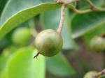 : - Maprounea guianensis