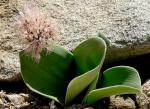 : - Haemanthus humilis subsp. hirsutus