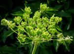 : - Heracleum maximum