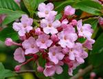 : - Luculia gratissima