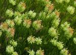 : - Erica sessiliflora