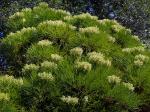 : - Berzelia lanuginosa