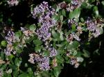 : - Ceanothus maritimus