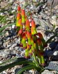 : - Lachenalia aloides var. quadricolor