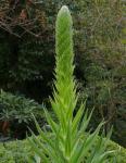 : - Lobelia aberdarica