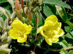 : - Oenothera elata subsp. hookeri