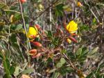 :-Chamaecrista cathartica var. paucijuga