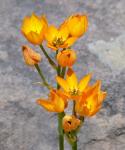 Orangefarbener Milchstern - Ornithogalum dubium