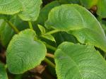 : - Solenophora obliqua