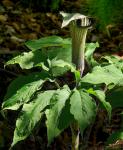:-Arisaema serratum