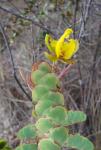 : - Chamaecrista rotundata