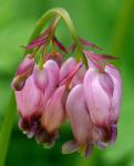 Amerikanische Herzblume - Dicentra formosa