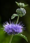 : - Caryopteris incana