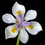 : - Dietes grandiflora