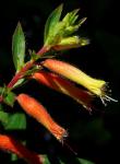 : - Cuphea micropetala