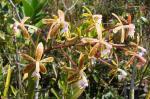 : - Epidendrum cristatum
