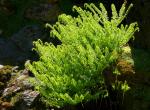 : - Adiantum aleuticum