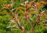 : - Arbutus arizonica