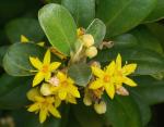 Corokia ×virgata - Corokia virgata